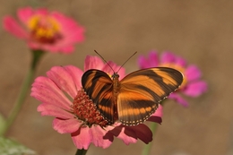 borboleta no jardim 3 