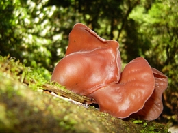 Auricularia auricula-judae 