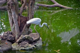 white heron stalking its prey in a pond 
