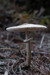 Macro lepiota 