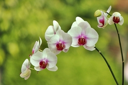 Dendrobium Phalaenopsis 