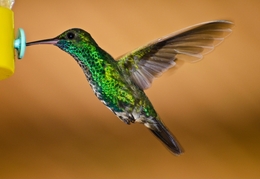 Beija-flor-de-garganta-verde 