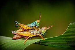 Grasshopper in Love 