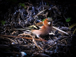 TENTILHÃO-COMUM,  Fringilla coelebs 