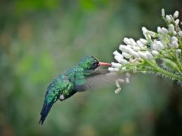 beija -flor  