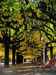 É Outono no parque ___ 