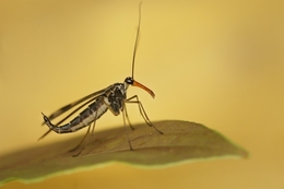 Female Scorpion Fly 