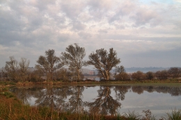 Reflexos nos campos do Mondego 