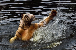 Dancing Tiger 