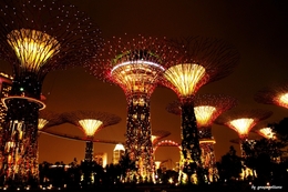 Gardens by the Bay at night ! Singapura 