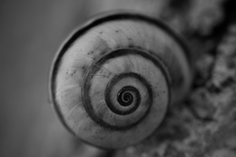 A espiral desvanescente... 