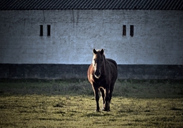 Cavalo no lameiro 