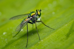 " Green Mosquito " 