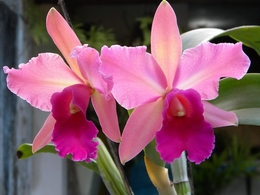 Orquídea II 