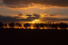 Pôr do Sol no Olival 