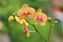 Dendrobium Phalaenopsis 