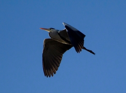 SUA ALTEZA A GARÇA REAL - Ardea cinerea 