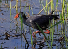 CAIMÃO, GALINHA-SULTANA - Porphyrio porphyrio 