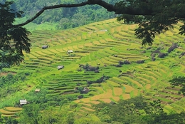 Rice field terraces 