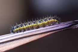 Lagarta da borboleta branca 