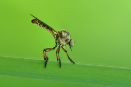 the robber fly 