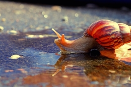 snail 