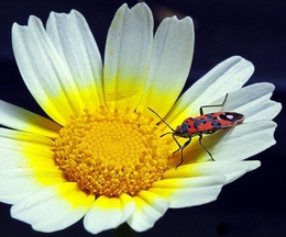 Flor vs insecto 