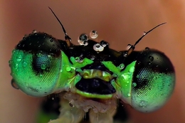 Closeup Damnselfly 