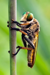 Robberfly in the Morning 