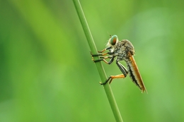 just robberfly 