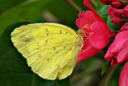 Yellow Butterfly 