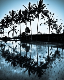 coconut trees 