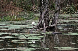 Reflexos da Natureza 