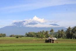 sawah 