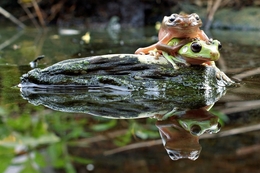 wedding Frog 