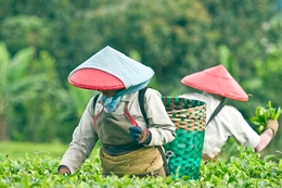 Tea leaf pickers 