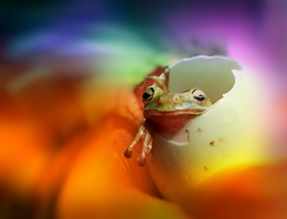 frog egg 