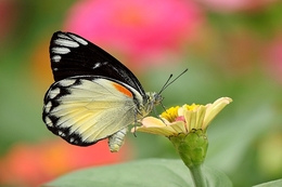 Beautiful Butterfly 