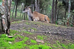 O Cervo e a Floresta Mágica  