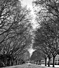 Parque Eduardo VII 