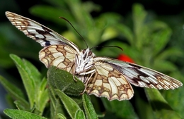 Borboleta 