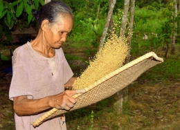Menapi benih beras 