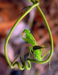 pose of mantis 