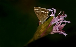 Borboleta... 