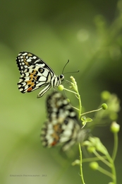 Twin Butterfly 