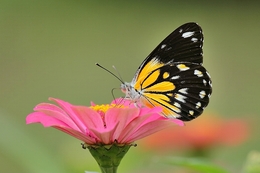 Little Butterfly 