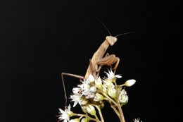 Mantis religiosa brown 