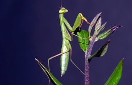 Mantis religiosa green 