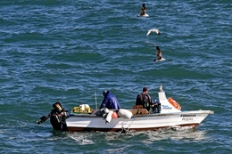 Pesca e gaivotas 