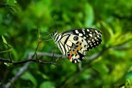 Butterfly Mungil 